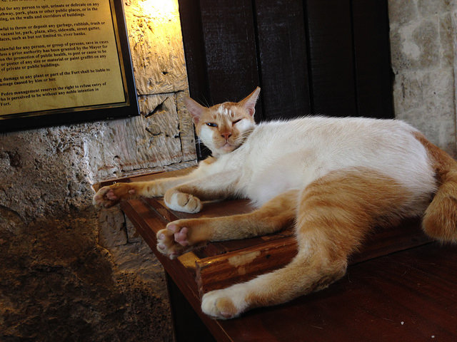フィリピンの観光地で仕事中のネコ