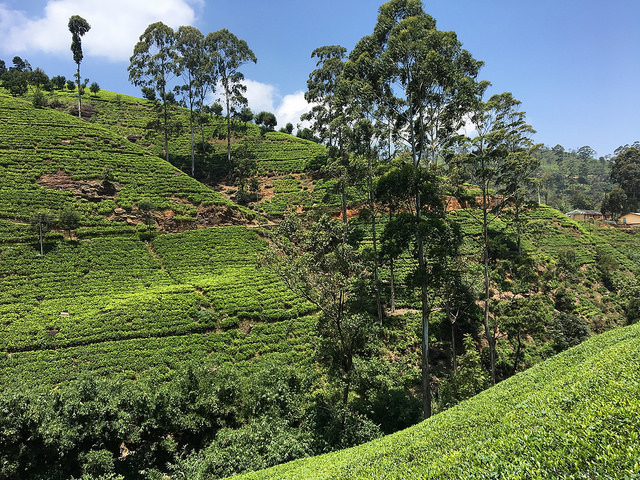 一面に広がる茶畑。午後の紅茶もここで採れる茶葉を一部使っているようです。
